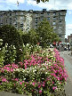 Copley Flower